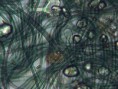 /album/galleria-foto-eubatteri/microscopia-10-jpg/
